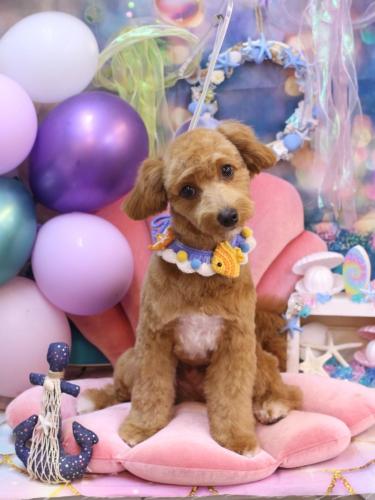 20240831タルトくん